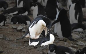 Life's cycle of procreation - Adélie penguins date and mate during the breeding season