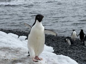 Adelie penguin arriving to nest on Vortex island, march with purpose despite a hundred humans in the way