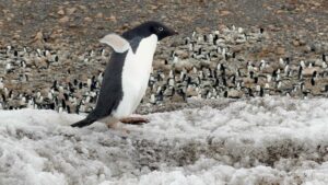 Adelie penguin locating its nest on Vortex island