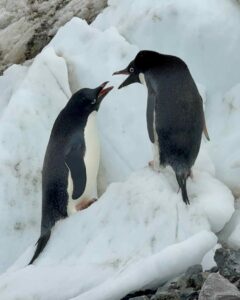 Adelie penguins fighting over who goes first or brainstorming on Vortex island