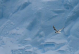 Antarctic tern in Antarctica