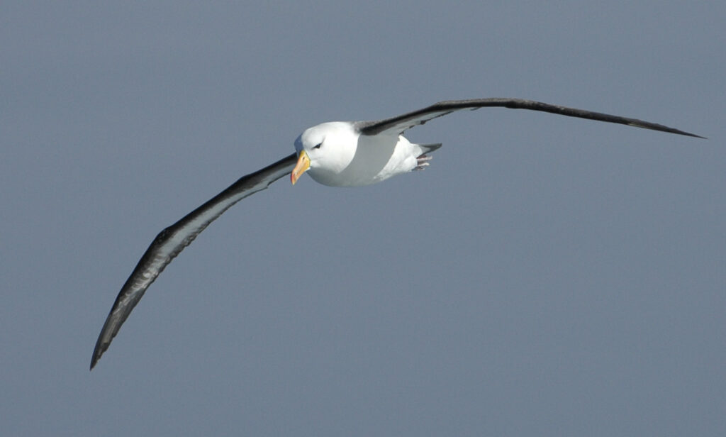 Black-browed Albatross with 6-7 feet wingspan