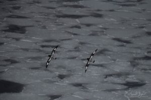 Cape Petrels in Antarctica often follow ships and feed in large groups - mostly feeding on krill, squid, and small fish.