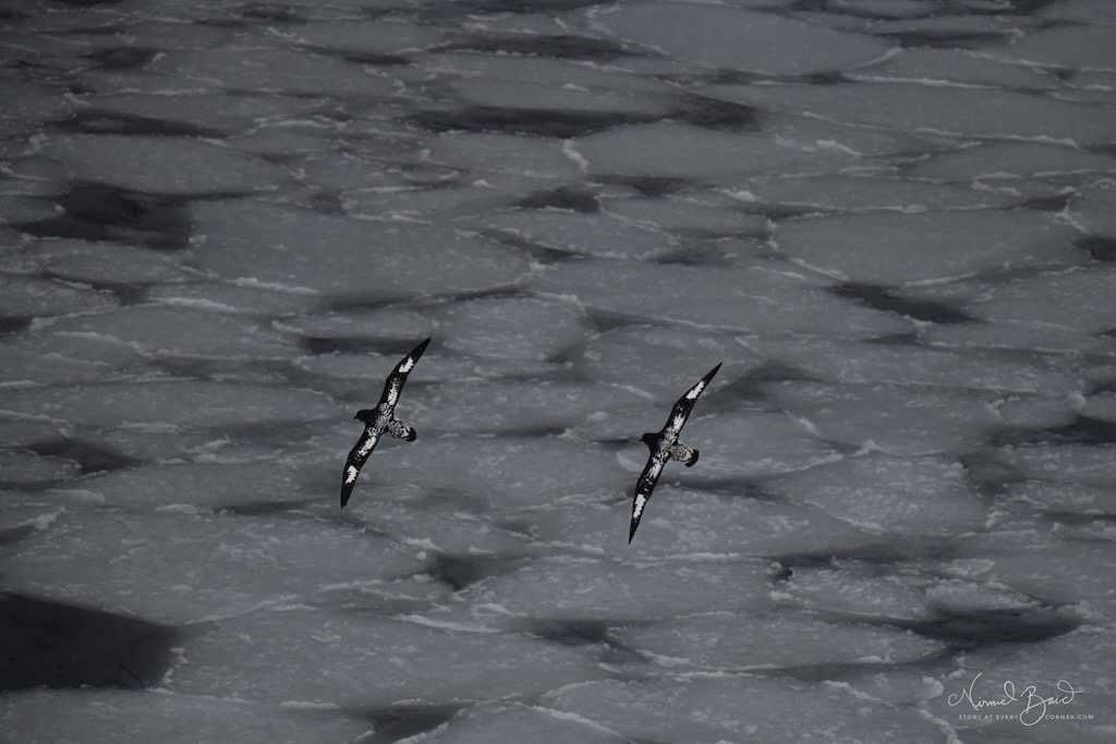 Cape Petrels in Antarctica