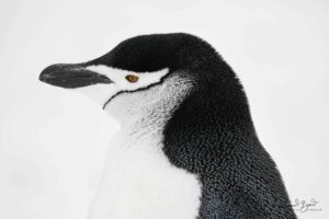 Portrait of a uniquely beautiful Chinstrap penguin