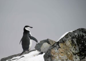 A solo chinstrap penguing looking out into space in Antarctica
