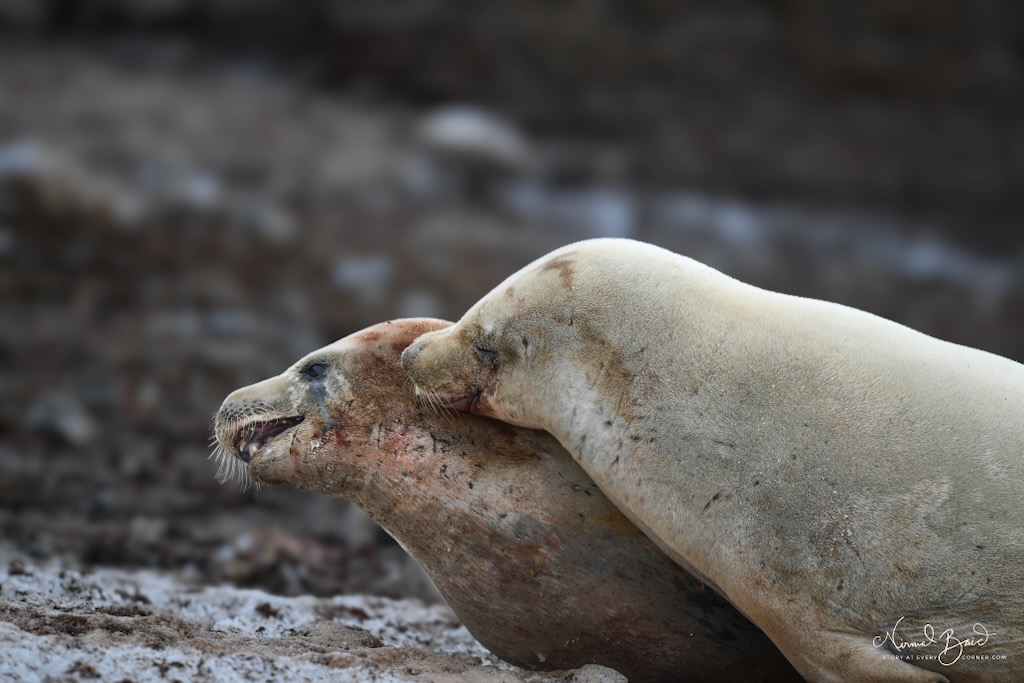 A weddle seal couple in Antarctica