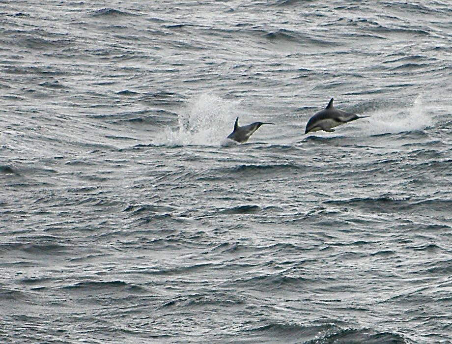 Dolphins in the Drake Passage in peak season