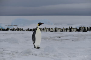 Emperor penguins are determined to find their chicks, no matter how far they wander off no Snow Hill Island in Antarctica