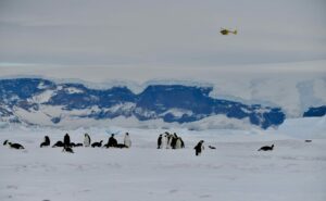 Emperor penguin colony on Snow Hill Island, and a helicopter overhead, transporting us to the makeshift landing site.
