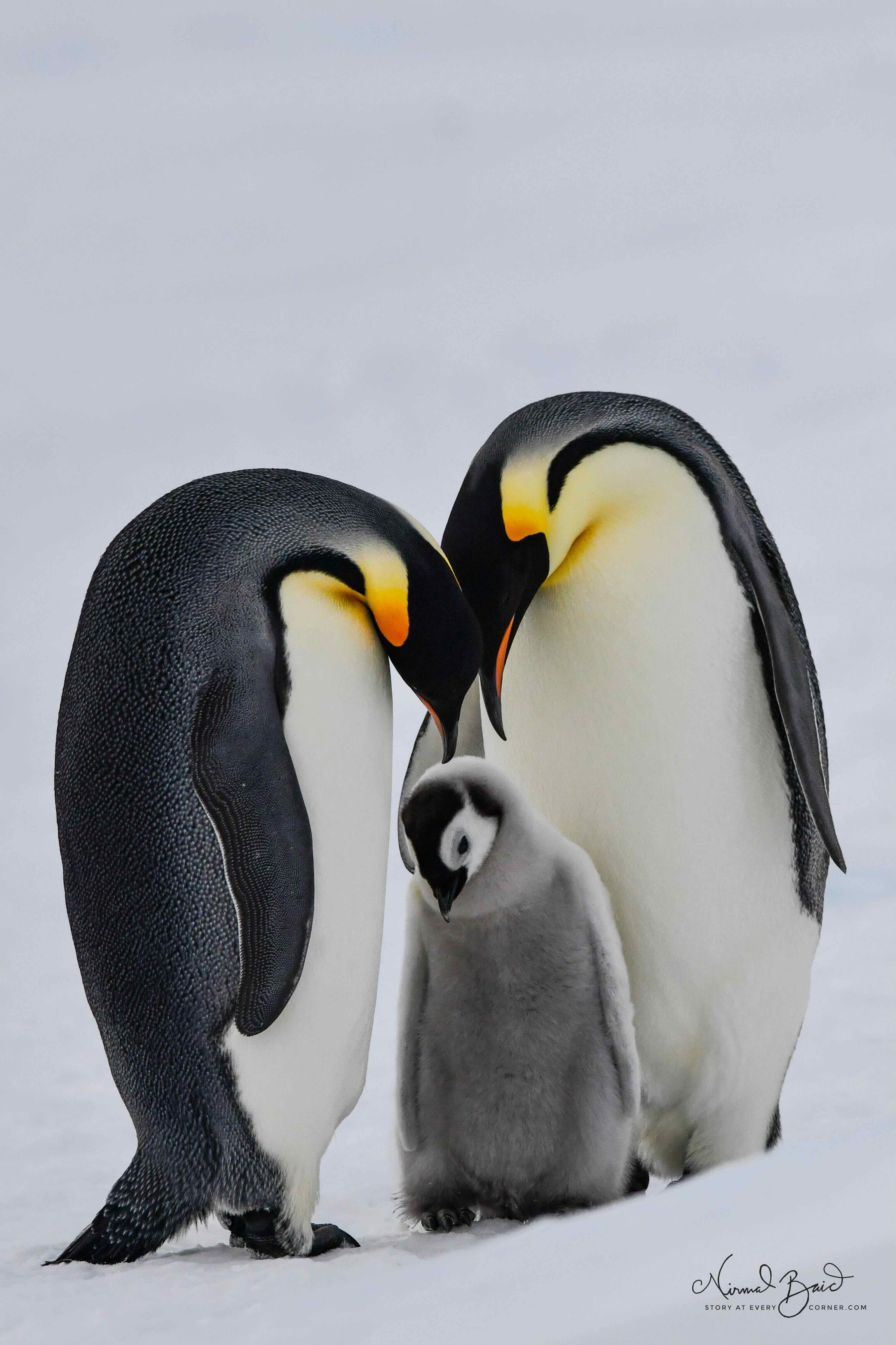 Emperor Penguin family portrait with the chick looking ever so guilty on Snow Hill, Antarctica