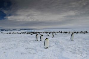 Emperor penguin colony on Snow Hill