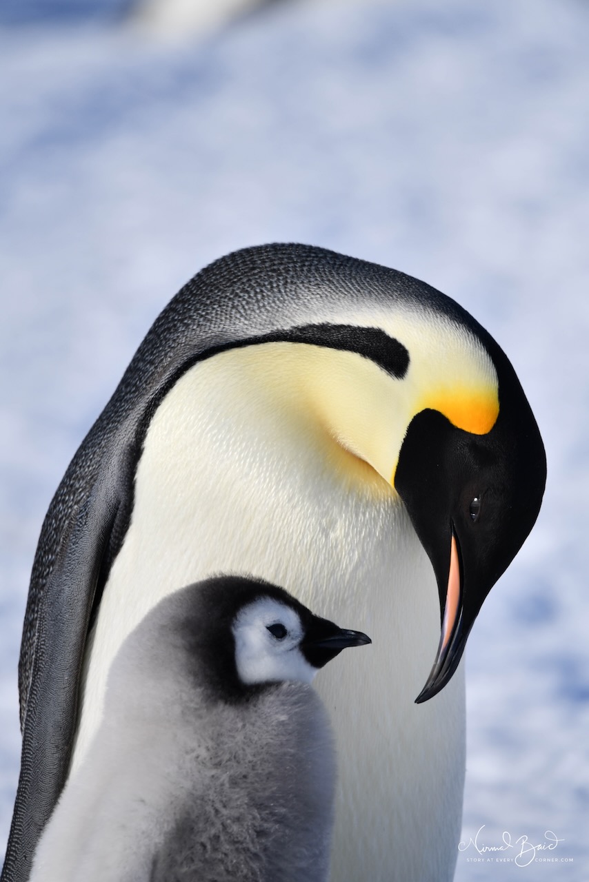 Is the Emperor Penguin parent beaming with pride and affection at the chick on Snow Hill Island, Antarctica?