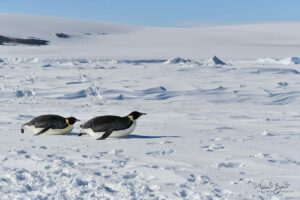 Gliding on the belly is the fastest way to travel on ice when going to and from feedings or searching for their chicks on Snow Hill Island