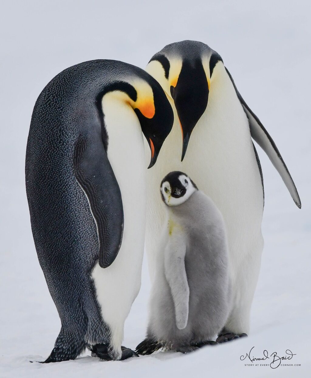 Emperor Penguin family in Snow Hill Island Antarctica