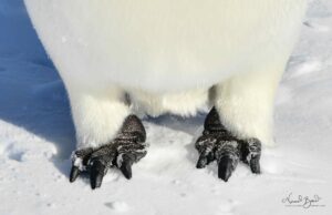 Emperor penguin feet look rugged and strong like reptiles, on Snow Hill Island in Antarctica