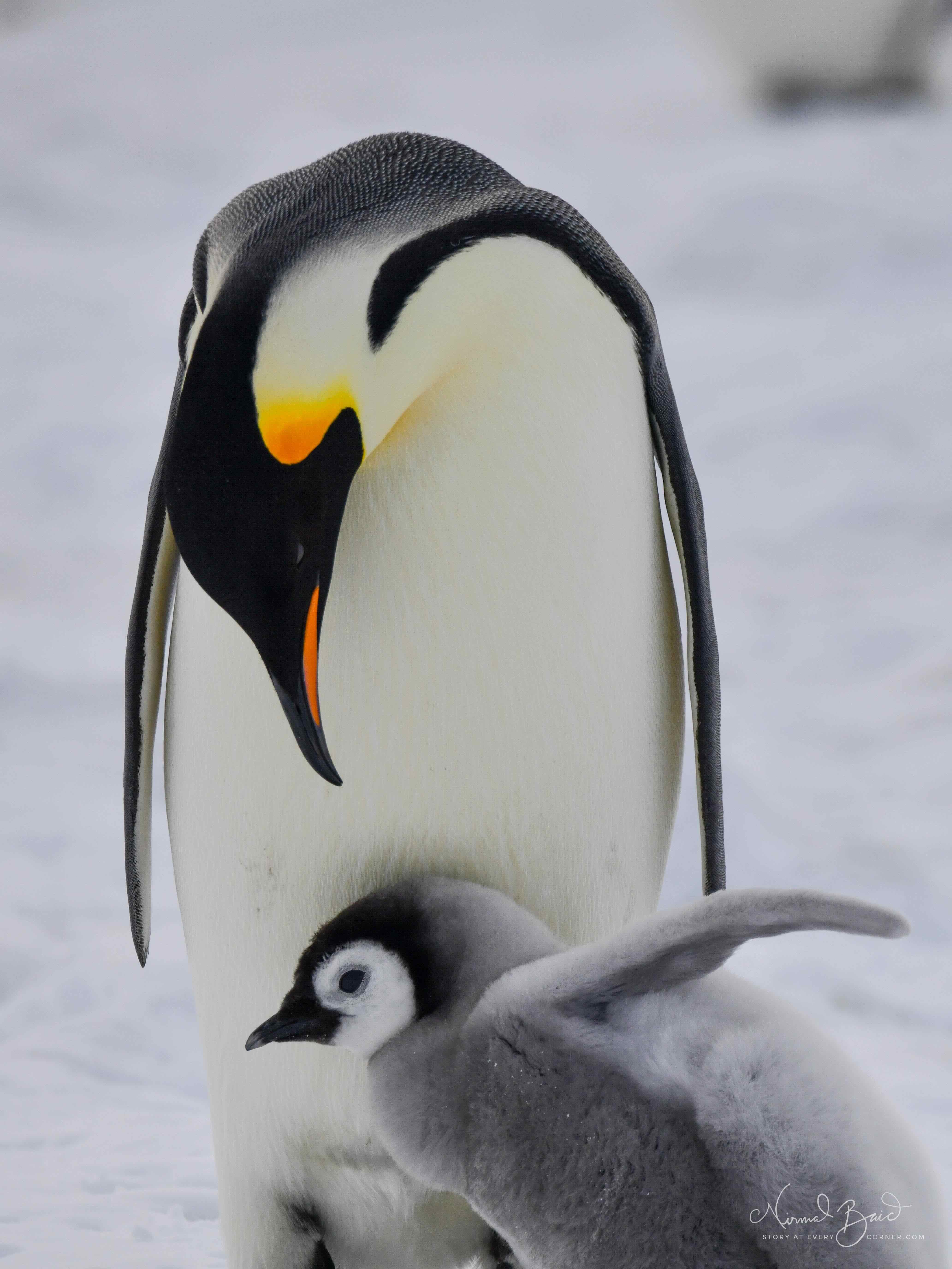 The emperor penguin parent looks on lovingly at the goofy chick on Snow Hill Island in Antarctica