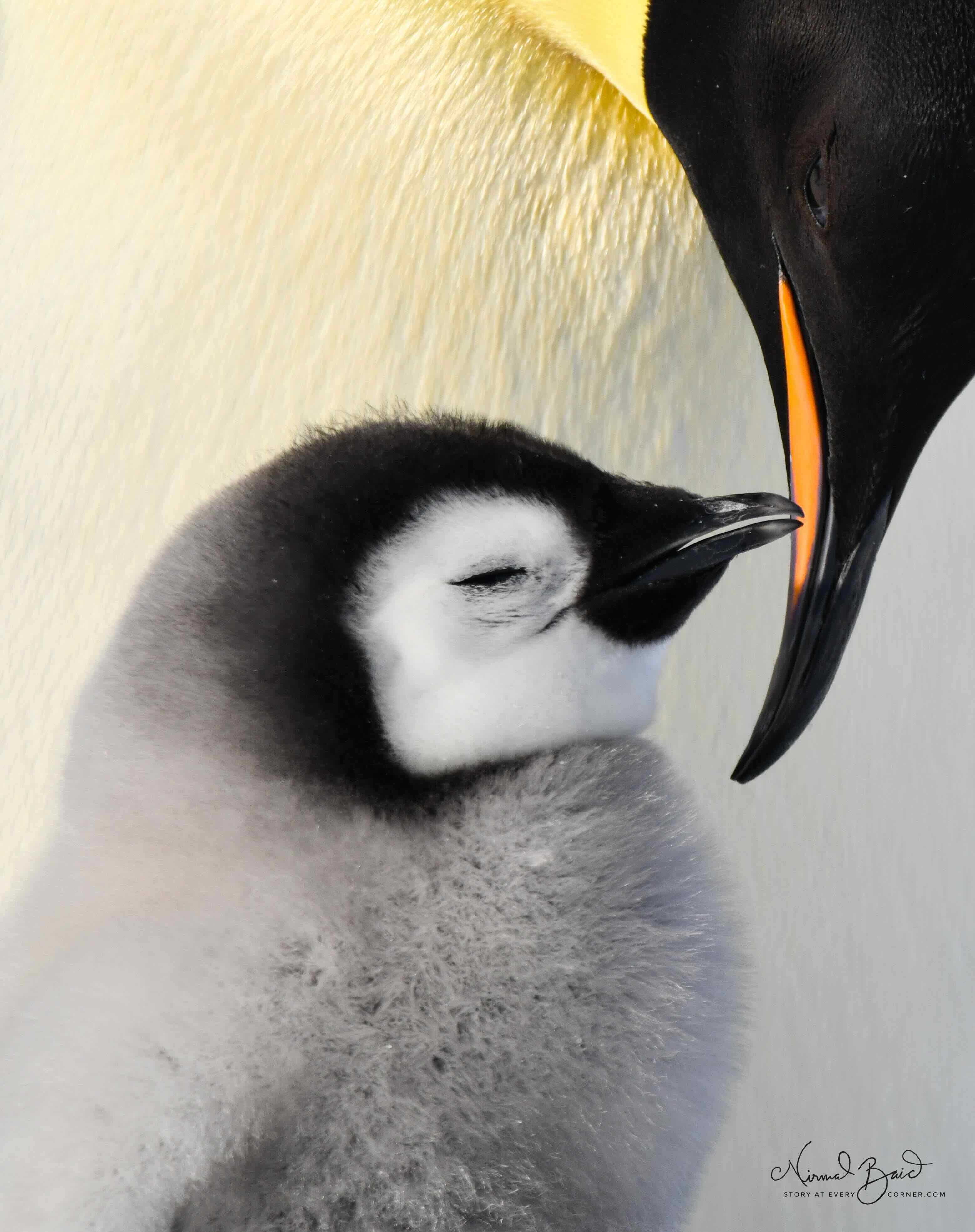 Emperor penguin parent and chick in loving conversation