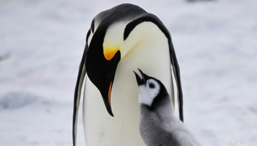 Emperor penguin parent and chick on Snow hill Island Antarctica
