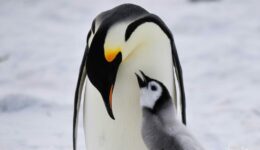 Emperor penguin parent and chick on Snow hill Island Antarctica