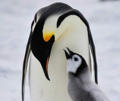 Emperor penguin parent and chick on Snow hill Island Antarctica