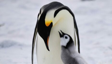 Emperor penguin parent and chick on Snow hill Island Antarctica