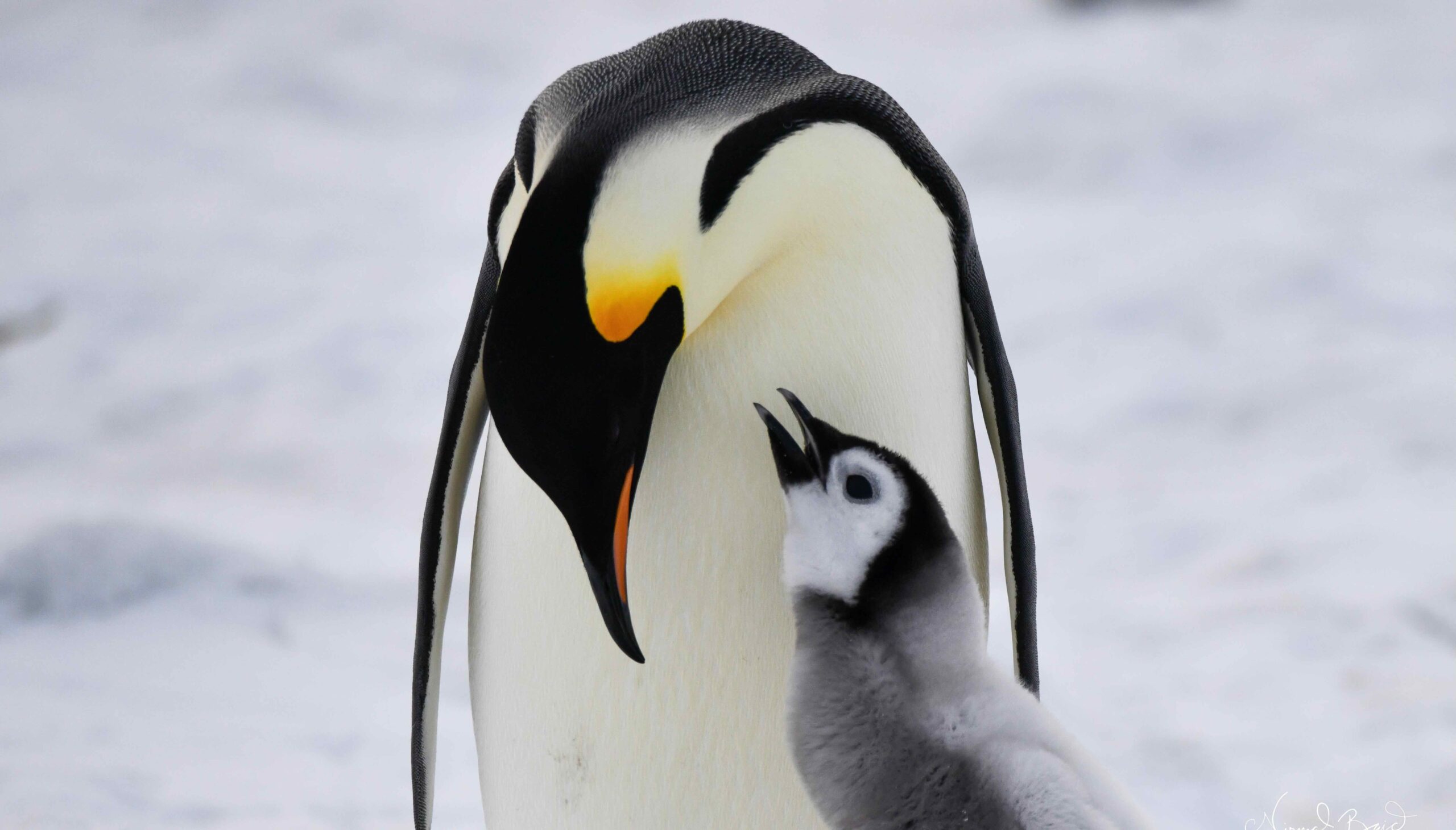 Emperor penguin parent and chick on Snow hill Island Antarctica
