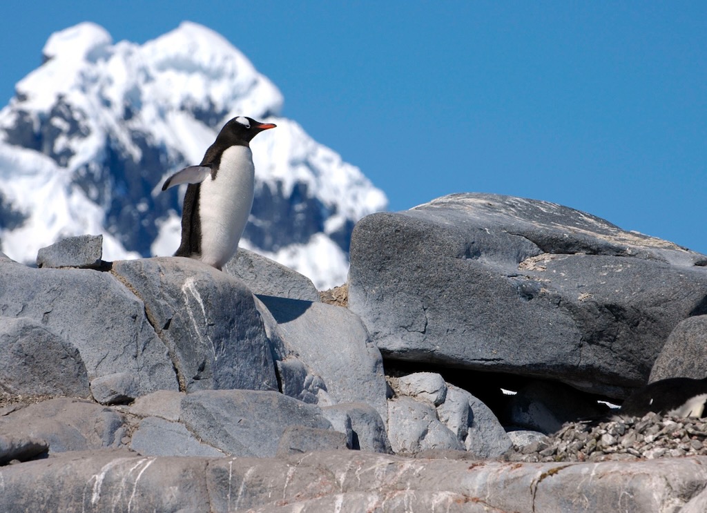 Exposed rock at a gentoo colony in Antarctica