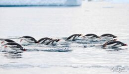 Gentoo Penguins porpoising in Antarctica