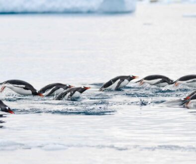 Gentoo Penguins porpoising in Antarctica