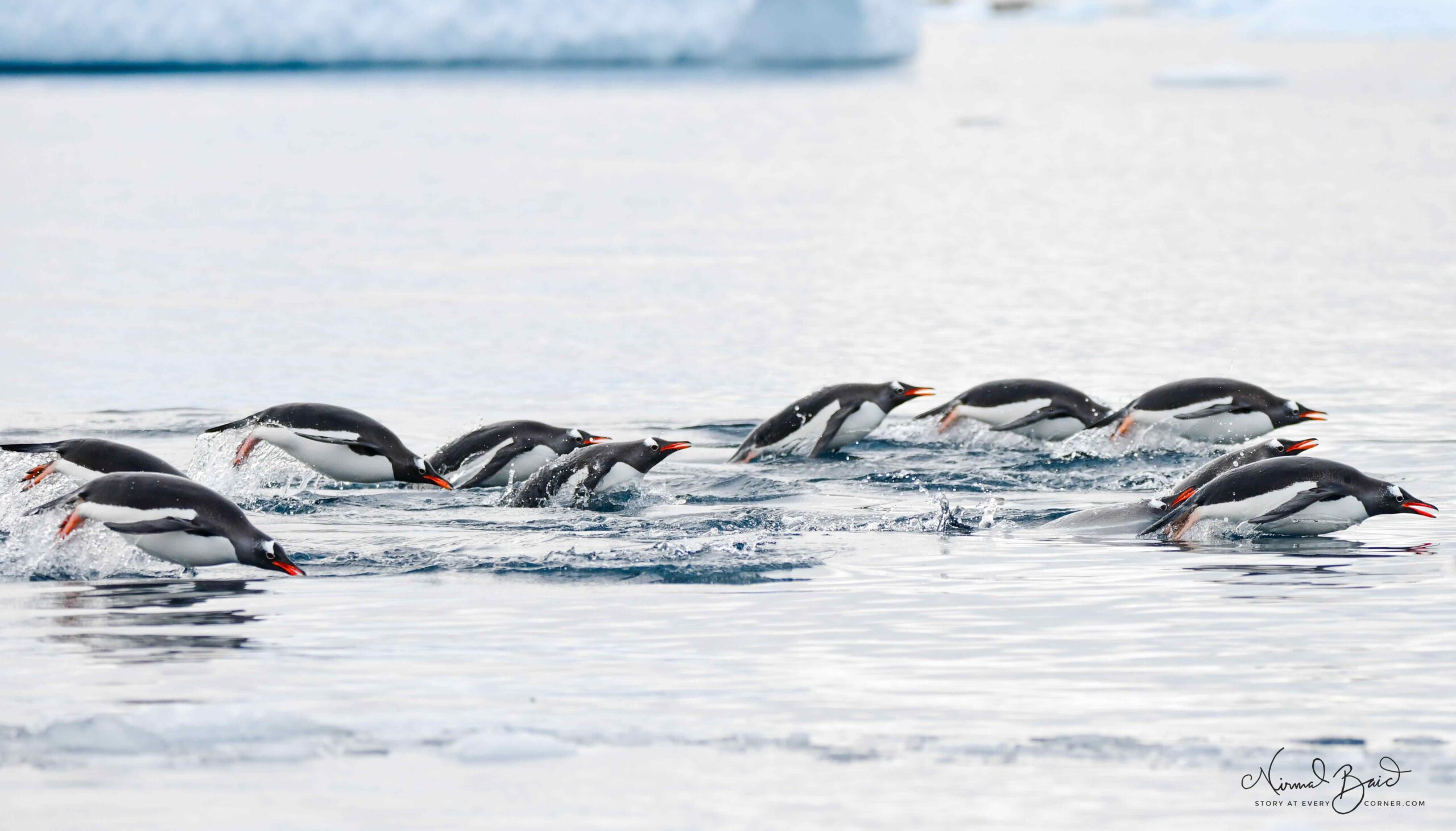 Gentoo Penguins porpoising in Antarctica