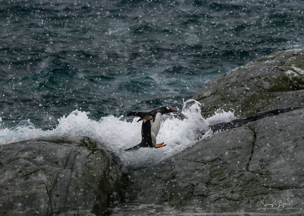 A gentoo penguin jumping ashore in Antarctica