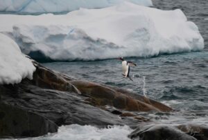 A gentoo penguin arriving in style for nesting season, in Antarctica