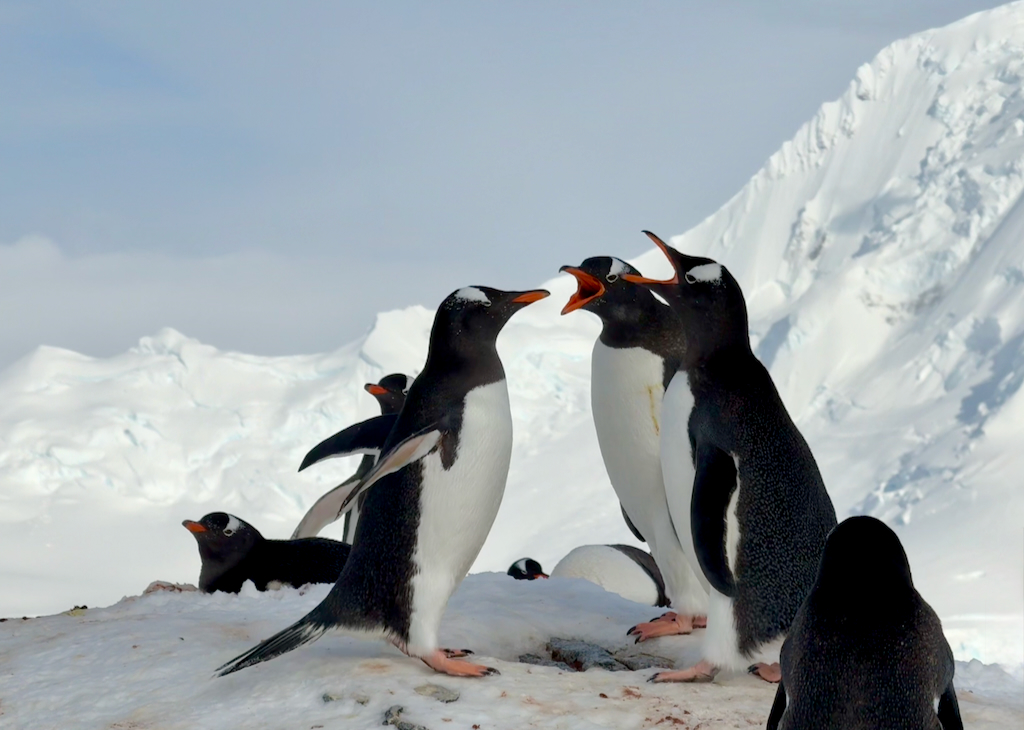 Gentoo penguins in argument