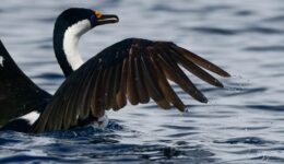 Imperial Cormorant at Neko Harbor, Antarctica