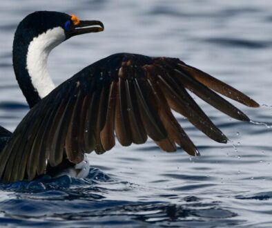 Imperial Cormorant at Neko Harbor, Antarctica