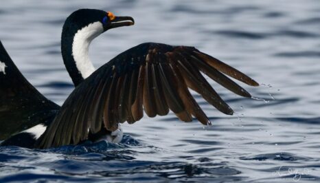 Imperial Cormorant at Neko Harbor, Antarctica