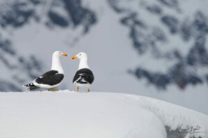 The Southern Black-backed Gull, or Dominican Gull, is the only species of gull found in Antarctica