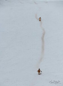 Gentoo penguins form highways for easier commuting between their nesting area and water in Antarctica