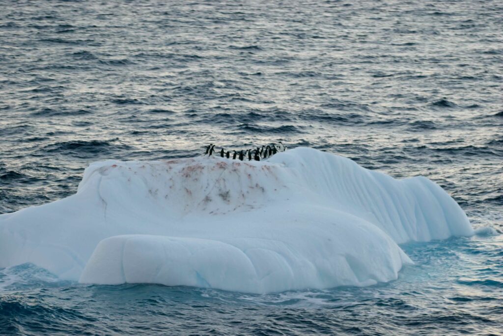Penguins on icebergs appear after crossing the Drake passage