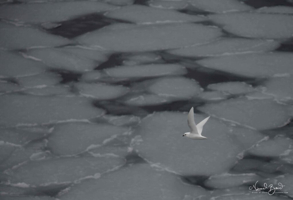 Snow Petrel in Antarctica 