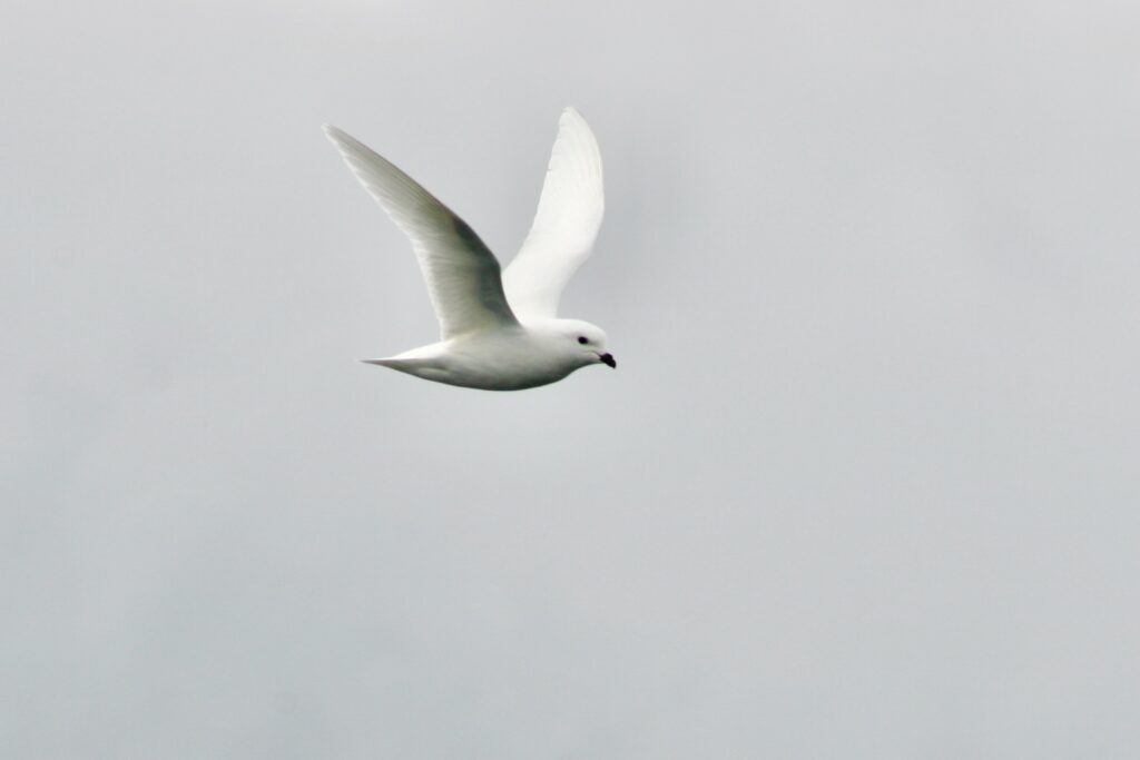 Snow petrel, the utterly gorgeous escort on the long crossings