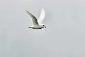 Snow petrel, the utterly gorgeous escort on the long crossings
