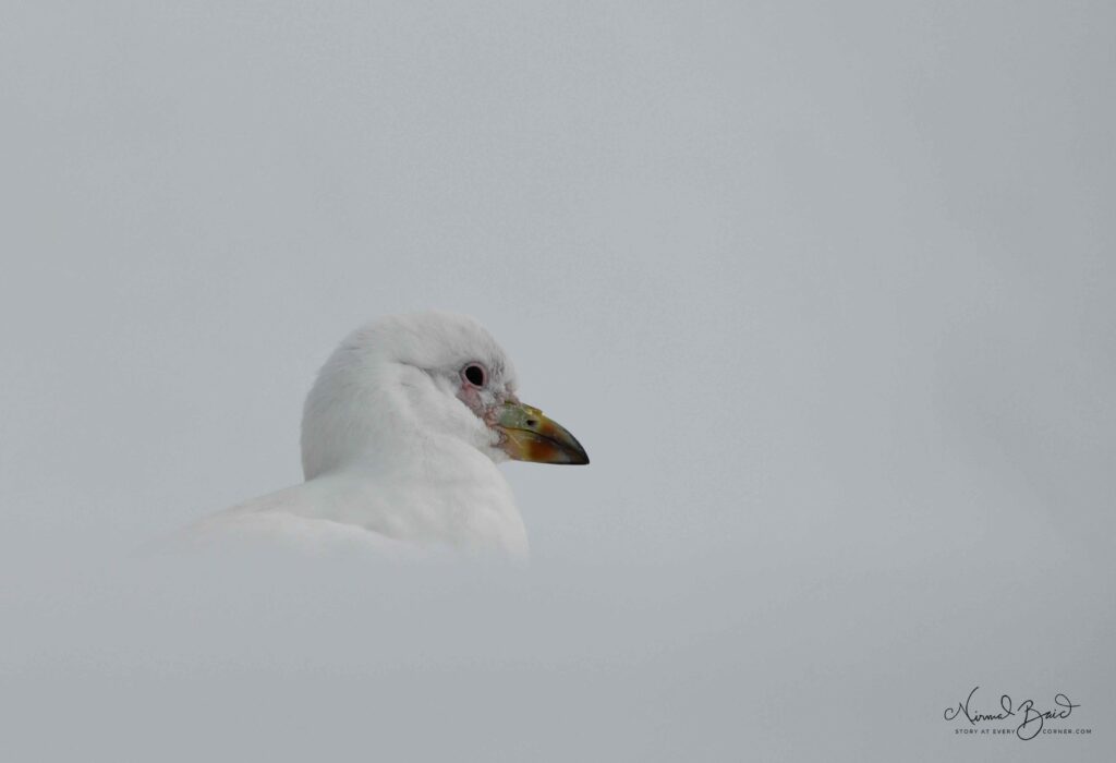 Snowy Sheathbill in Antarctica