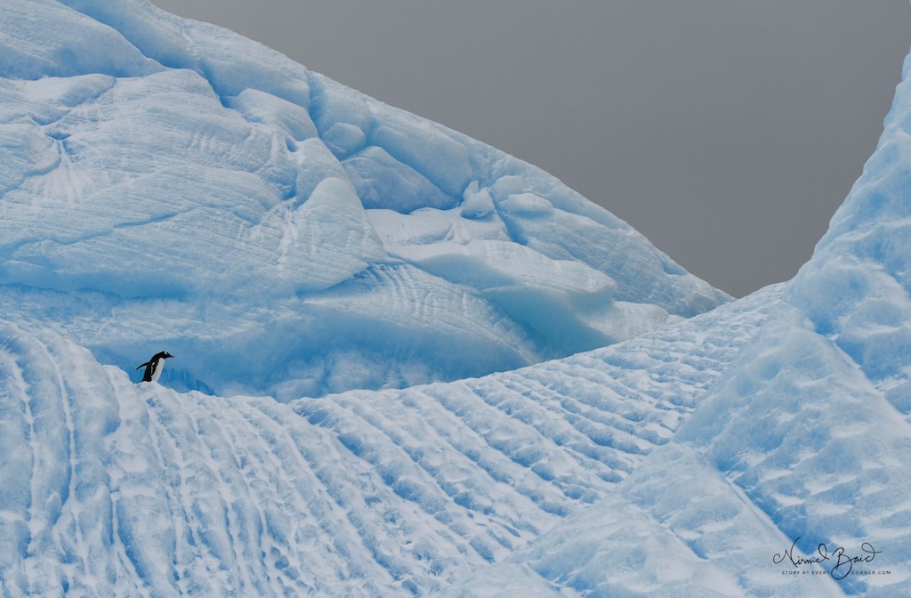 Solo Gentoo penguin on an iceberg in Antarctica