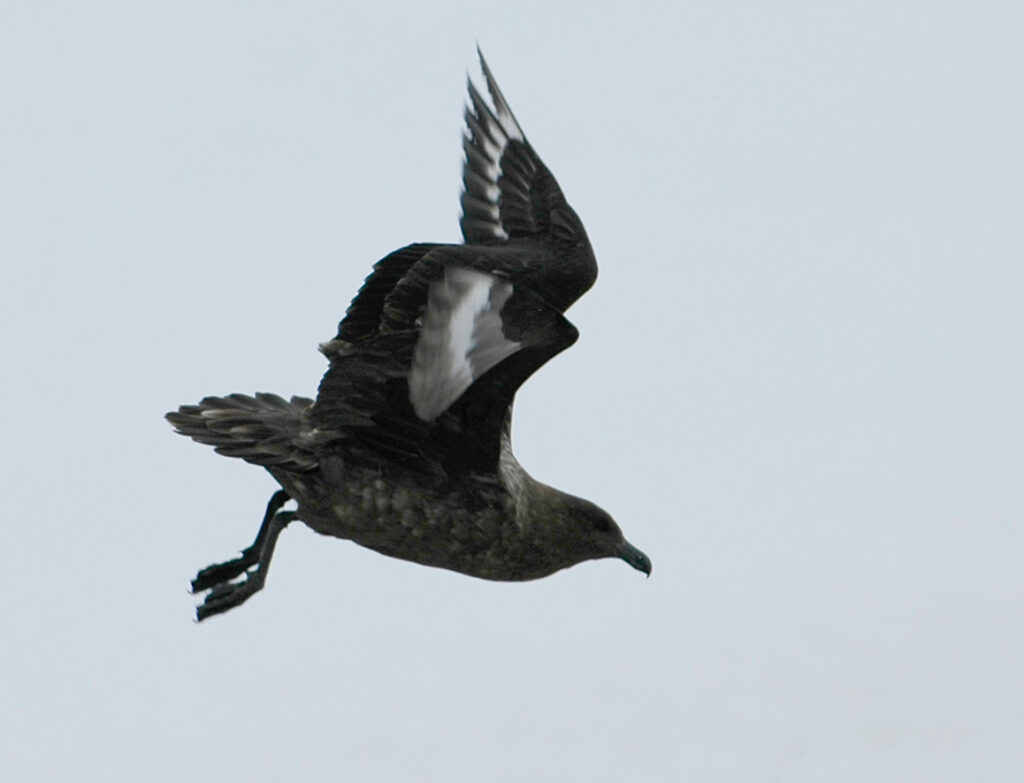 South Polar Skua in antarctica