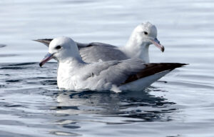 Southern Fulmar Patrels breed in dense colonies on steep, rocky, and ice-free cliffs along the Antarctic coastline and surrounding islands.