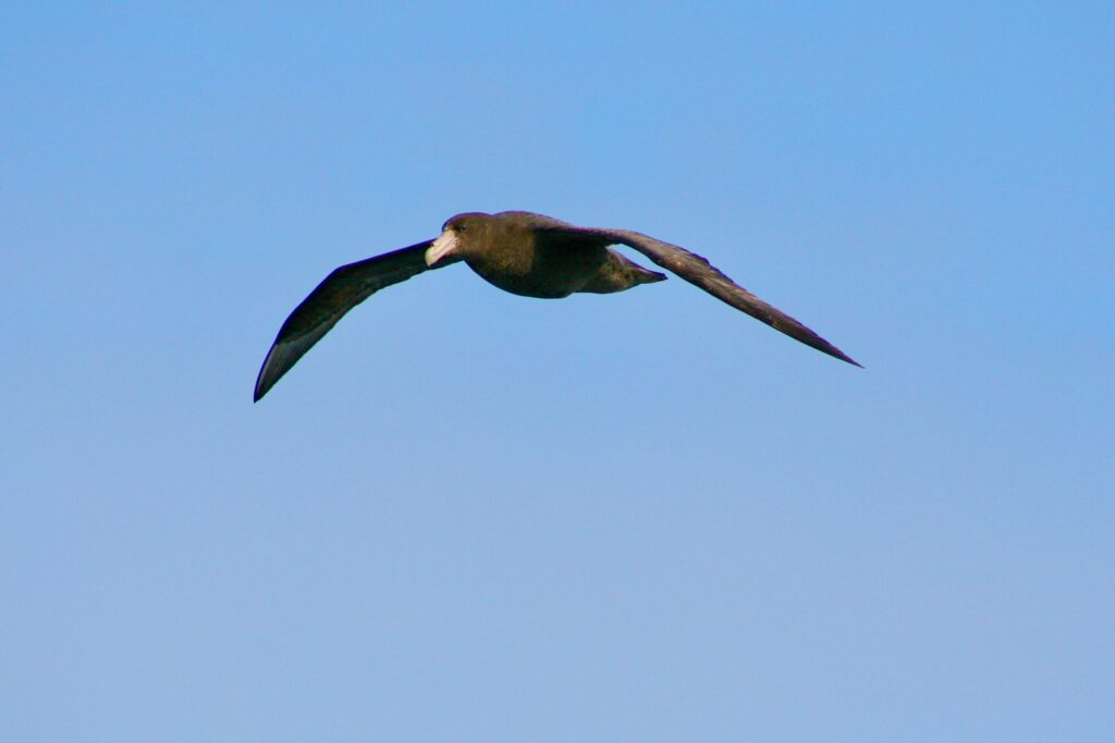 Southern giant petrel
