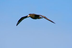 The Southern giant petrel has a massive 7-foot wingspan. As the "vulture of the sea" that cleans up carcasses. It also hunts penguin chicks.