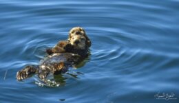 California sea otters - mom and baby floating in Morro Bay south pier nursery